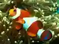 游戏Underwater Hidden Numbers在线