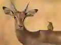 游戏Wild Deer Jigsaw在线