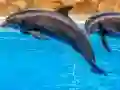 游戏Sea Dolphin Jigsaw在线