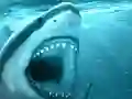 游戏Hungry Shark在线