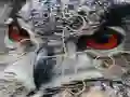 游戏Wild owl Jigsaw在线