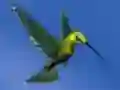 游戏Hummingbird House Escape在线