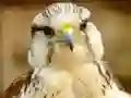 游戏Gyrfalcon Jigsaw在线