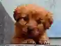 游戏Puppy Puzzle在线