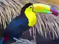 游戏Toucan Bird Jigsaw在线