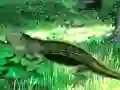 游戏Lizard Forest Escape在线