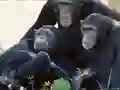 游戏Funny Chimpanzee Jungle Escape在线