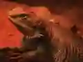 游戏Dragon Lizard Jigsaw在线
