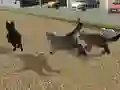 游戏Run Cat Cat Race在线