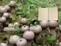 游戏Lycoperdon Mushroom Land Escape在线