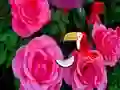 游戏Precious Rose Escape在线