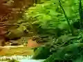 游戏Peaceful Rainbow Forest Escape在线