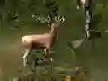 游戏Sniper Hunting Deadly Animal在线