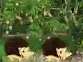游戏Escape From Mango Farm在线