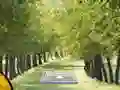 游戏Pair of Cat Escape在线