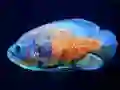 游戏Tiger Fish Jigsaw在线
