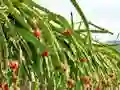 游戏Dragon Fruit Animal Escape在线