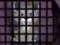 游戏Trapped Wolf Rescue在线