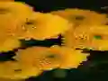 游戏Chrysanthemums Jigsaw在线