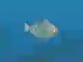 游戏Fish Companions在线