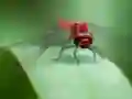 游戏Dragon Fly Jigsaw在线