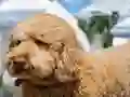 游戏Labradoodle Jigsaw在线