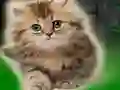 游戏Couple Kitten Escape在线