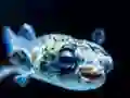 游戏Puffer Fish Jigsaw在线