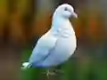 游戏Realistic Pigeon Rescue在线