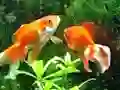 游戏Blue Fish Escape在线