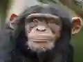 游戏Chimpanzee Jigsaw在线