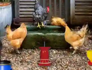 游戏Poultry Farm Easter Escape在线