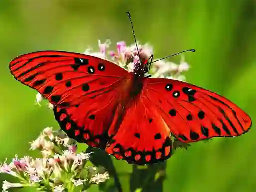 游戏Nature Jigsaw Puzzle Butterfly在线
