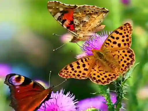 游戏Butterfly Slide在线