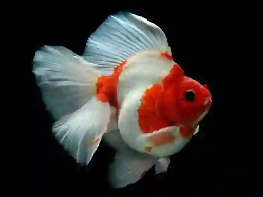 游戏Gold Fish Jigsaw Puzzle在线