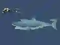游戏Mad Shark在线