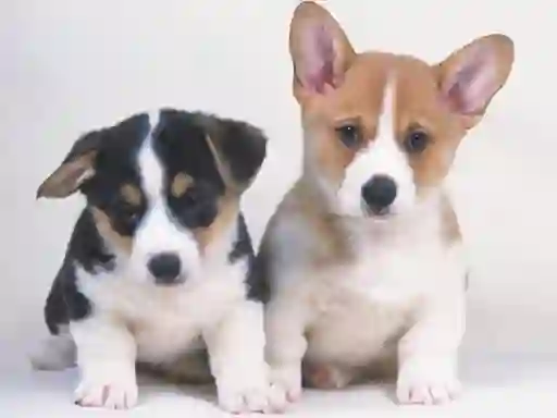 游戏Cute Puppies Puzzle在线