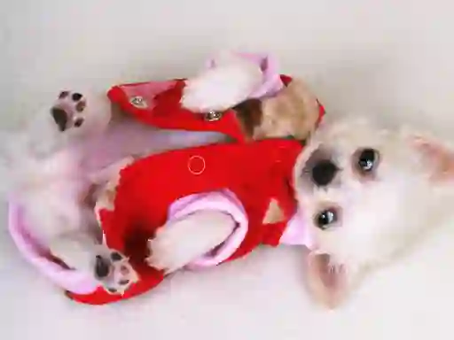 游戏Lovely Puppy Slide在线