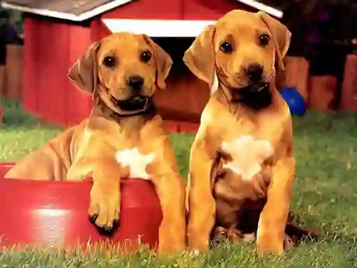 游戏Puppy Pairs Puzzle在线