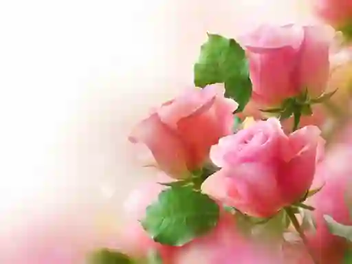游戏Pink Roses在线
