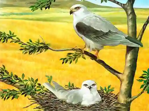 游戏Birds Of Prey Puzzle在线