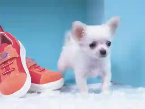 游戏Lovely Puppy Puzzle在线