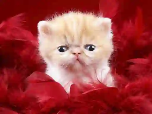 游戏Funny Kitty在线