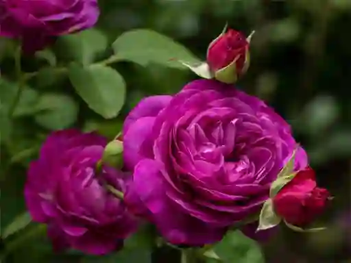游戏Purple Roses在线