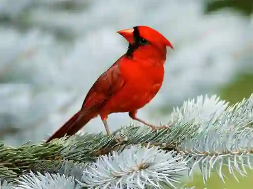 游戏Birds Puzzle在线