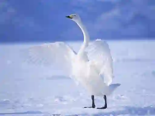 游戏Graceful Swans在线