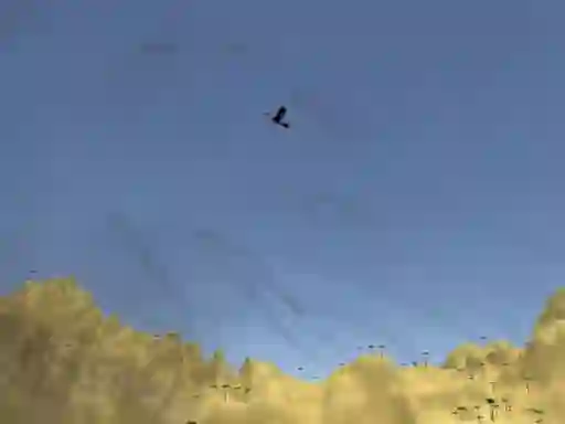 游戏Toucan Shooter在线