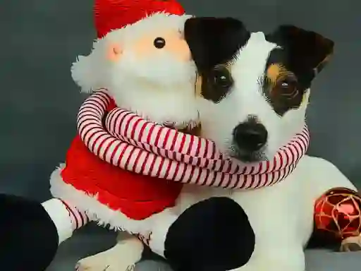 游戏Funny Christmas Dogs在线