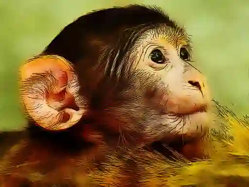 游戏Funny Baby Monkey在线