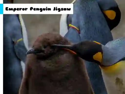 游戏Emperor Penguin Jigsaw在线